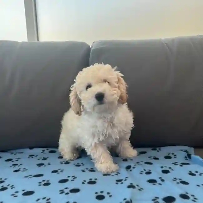 Female Bichapoo Puppy for Sale in Charlotte, NC