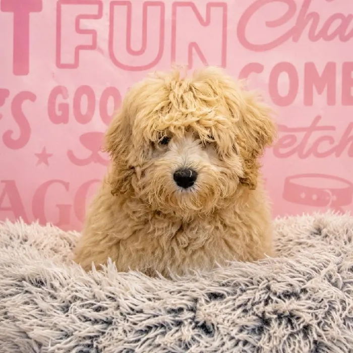 Male Maltipoo puppy named Cyrus for sale at Waggles Greensboro.
