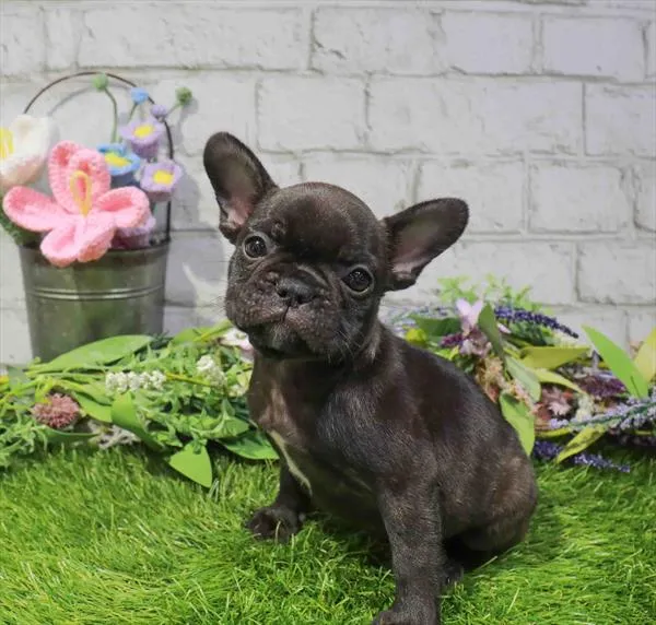 Female French Bulldog puppy for sale at Waggles Greensboro.