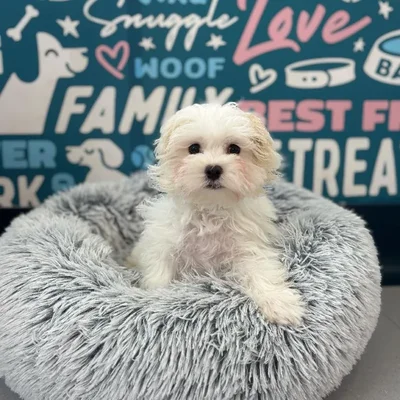 Male Maltese Puppy for Sale in Charlotte, NC