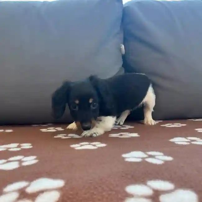 Female Dachshund Puppy for Sale in Charlotte, NC