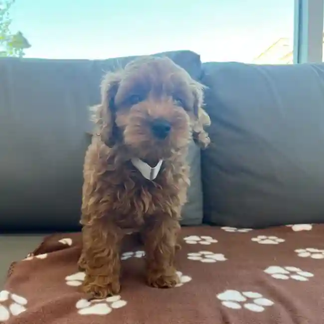 Male Mini Goldendoodle 2nd Gen Puppy for Sale in Charlotte, NC
