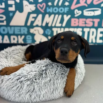 Female Rottweiler puppy named Foxy for sale at Waggles Charlotte.