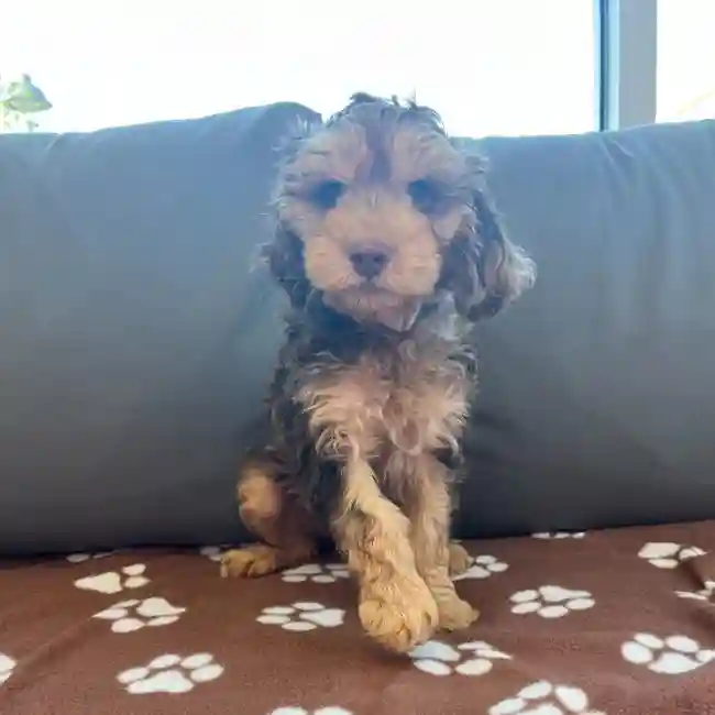 Male Cockapoo Puppy for Sale in Charlotte, NC