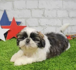 Female Shih Tzu puppy named Patsy for sale at Waggles Charlotte.