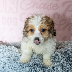 Male Papichon puppy named Dune for sale at Waggles Greensboro.