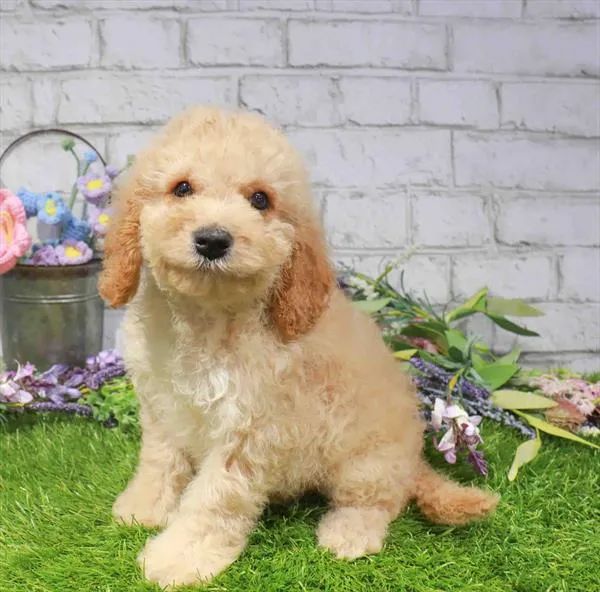 Male Cavapoo puppy named Carl for sale at Waggles Raleigh.