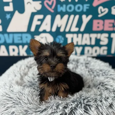 Female Silky Terrier Puppy for Sale in Charlotte, NC