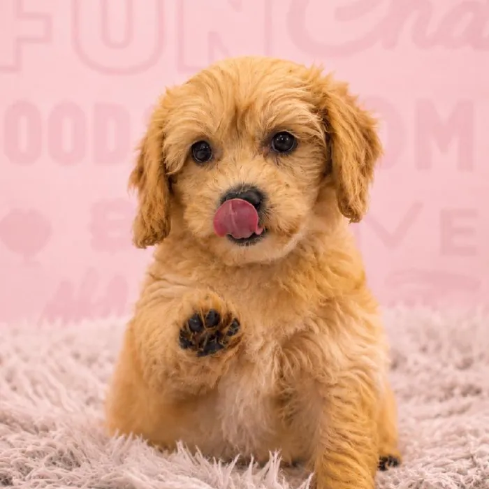Female Bichapoo puppy named Kehlani for sale at Waggles Greensboro.