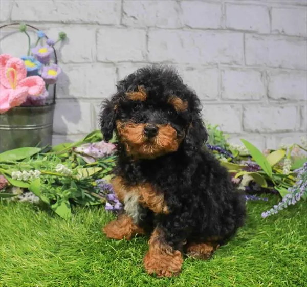Female Mini Poodle puppy named Kiwi for sale at Waggles Charlotte.