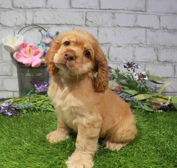 Male Cocker Spaniel puppy named Royce for sale at Waggles Charlotte.
