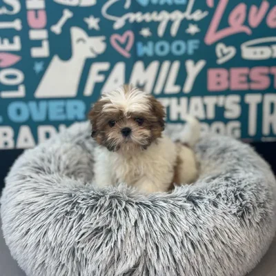 Female Shih Tzu Puppy for Sale in Charlotte, NC