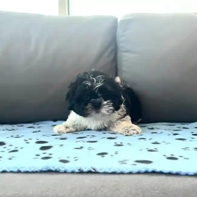 Male Shih Tzu Puppy for Sale in Charlotte, NC