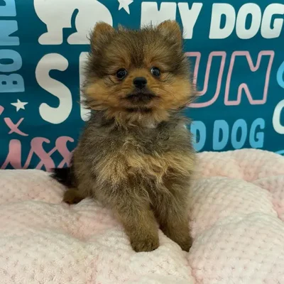 Female Pomeranian Puppy for Sale in Charlotte, NC