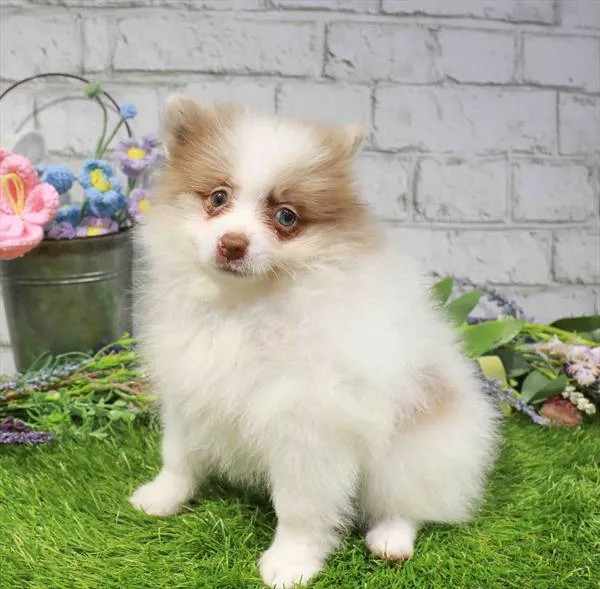 Female Pomeranian puppy named Mariah for sale at Waggles Greensboro.
