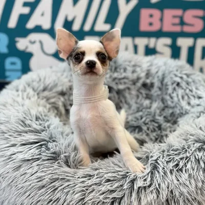 Female Chihuahua Puppy for Sale in Charlotte, NC