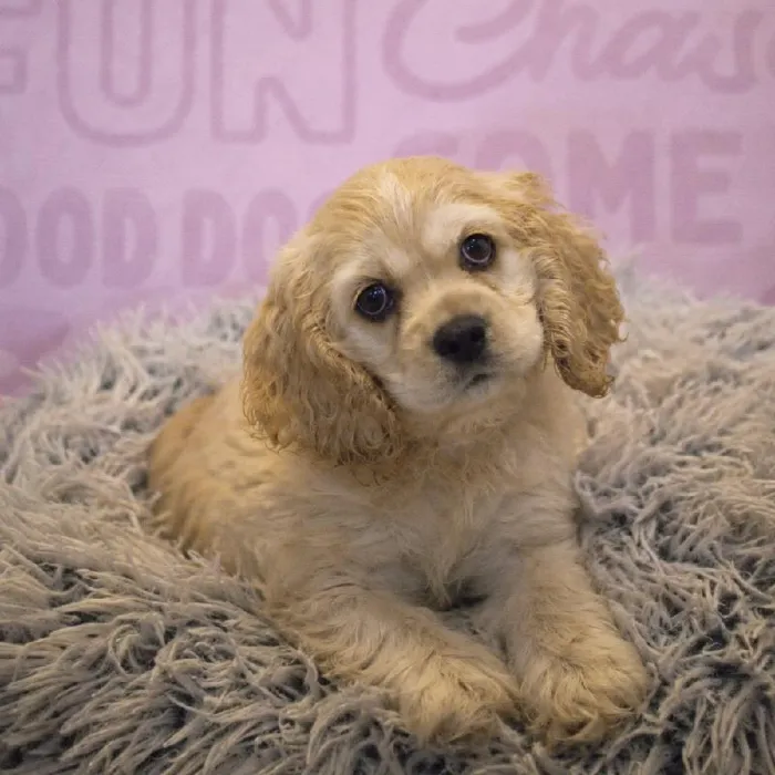 Female Cocker Spaniel puppy named Natasha for sale at Waggles Greensboro.