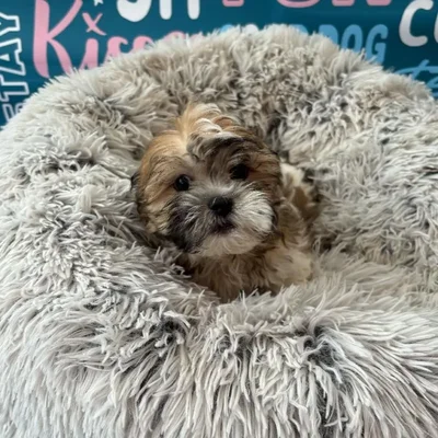 Male Teddy Bear Puppy for Sale in Charlotte, NC