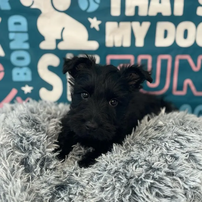 Male Scottish Terrier Puppy for Sale in Charlotte, NC
