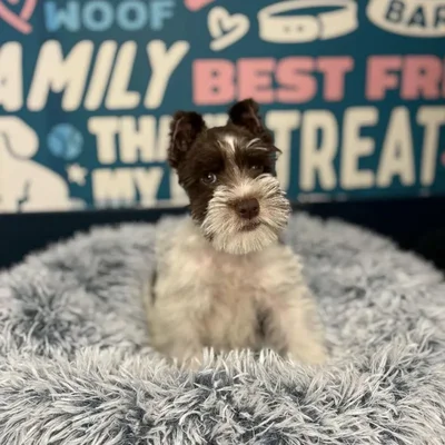 Male Mini Schnauzer Puppy for Sale in Charlotte, NC