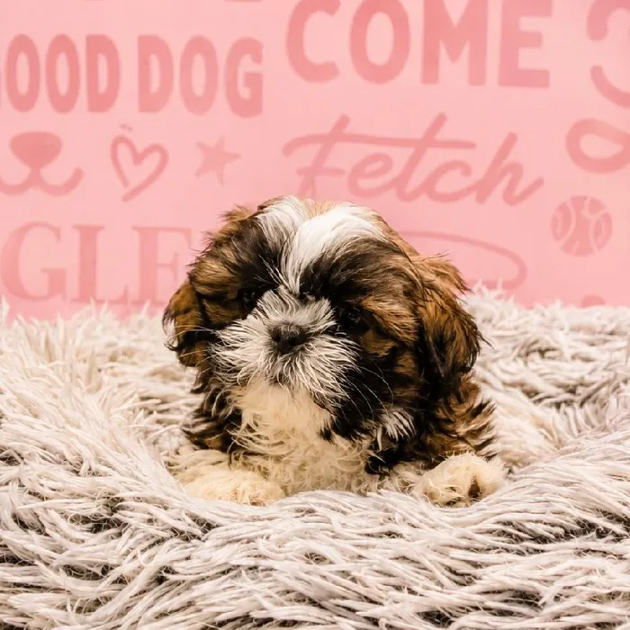 Female Shih Tzu puppy named Zelda for sale at Waggles Greensboro.