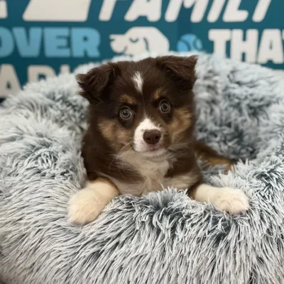 Female Mini Aussie Puppy for Sale in Charlotte, NC