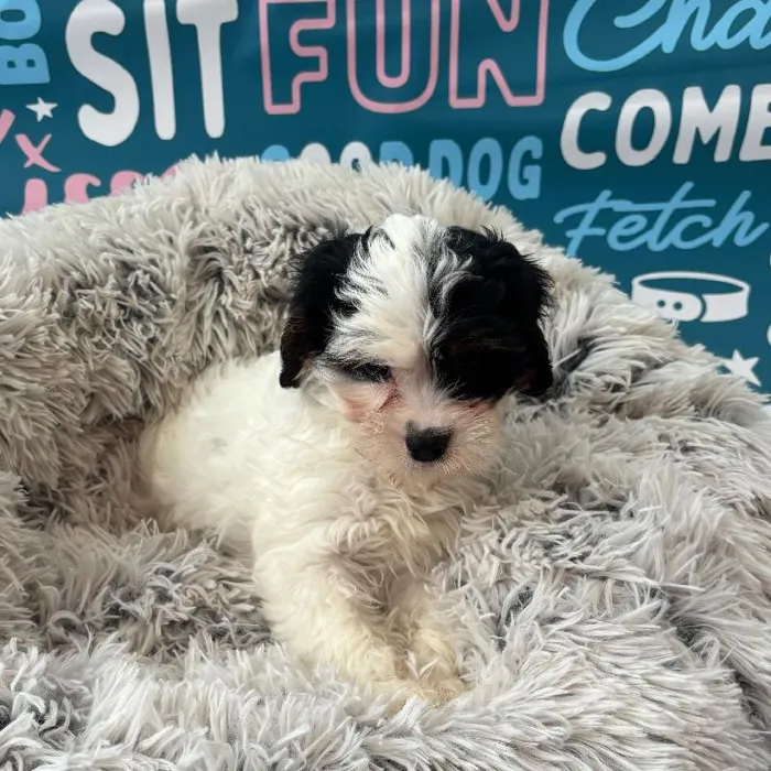 Female Cavapoo Puppy for Sale in Charlotte, NC