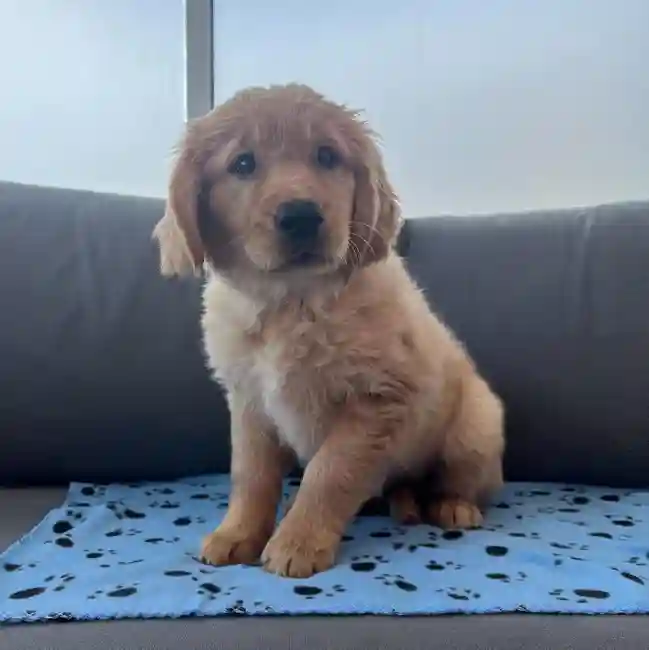Female Golden Retriever Puppy for Sale in Charlotte, NC