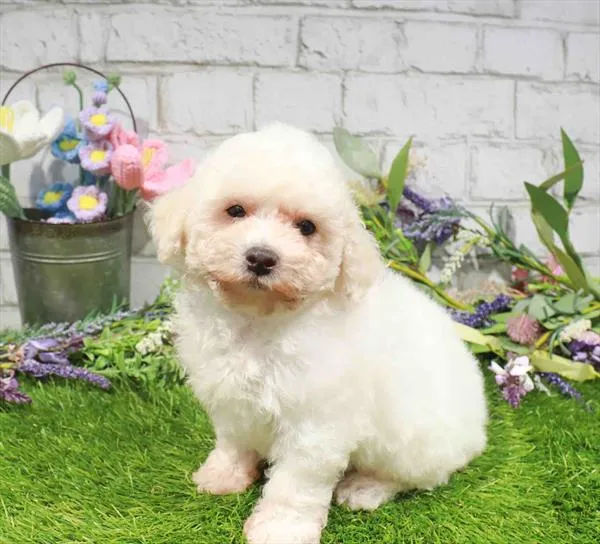 Male Poodle puppy named Buzz for sale at Waggles Greensboro.