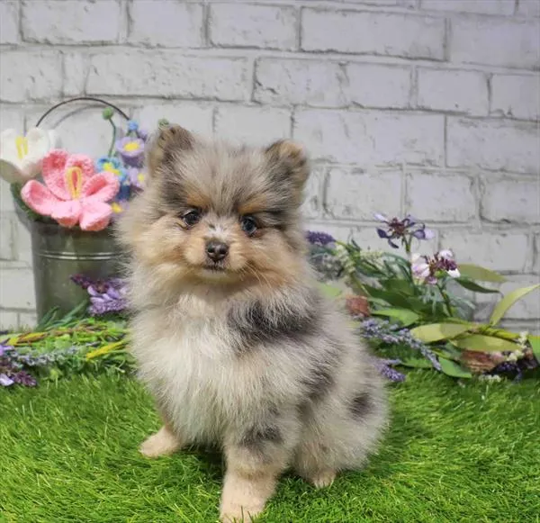 Female Pomeranian puppy named Porsche for sale at Waggles Charlotte.