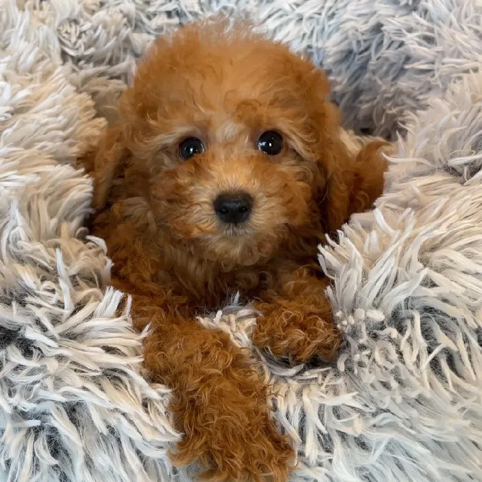 Female Mini Goldendoodle 2nd Gen Puppy for Sale in Greensboro, NC