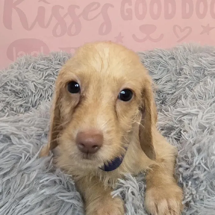 Male Dachshund puppy named Gabe for sale at Waggles Raleigh.