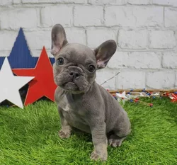 Female French Bulldog puppy named Trixie for sale at Waggles Charlotte.