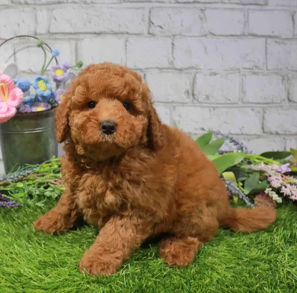 Male Mini Goldendoodle 2Nd Gen puppy named Elton for sale at Waggles Greensboro.