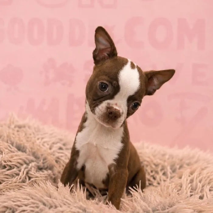 Female Boston Terrier puppy named Ariel for sale at Waggles Greensboro.