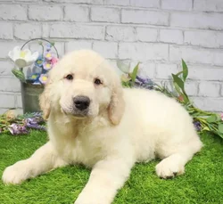 Male Golden Retriever puppy for sale at Waggles Charlotte.