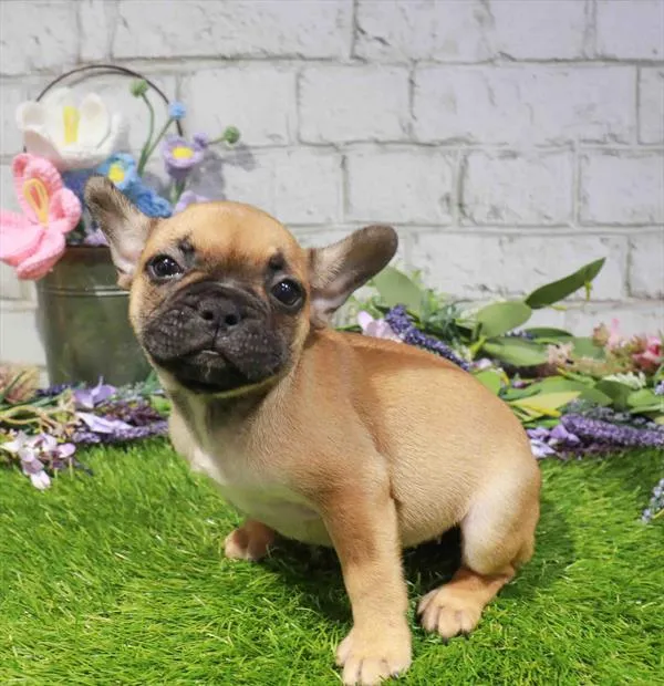 Female French Bulldog puppy named Tinkerbell for sale at Waggles Charlotte.