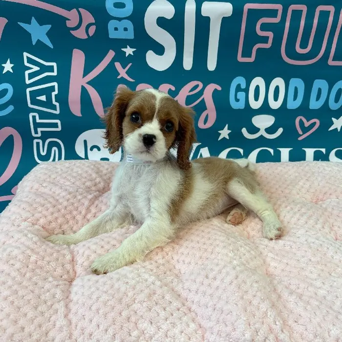 Female Cavalier King Charles Spaniel Puppy for Sale in Charlotte, NC