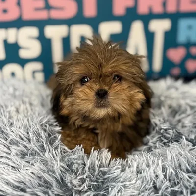 Female Shih Tzu Puppy for Sale in Charlotte, NC