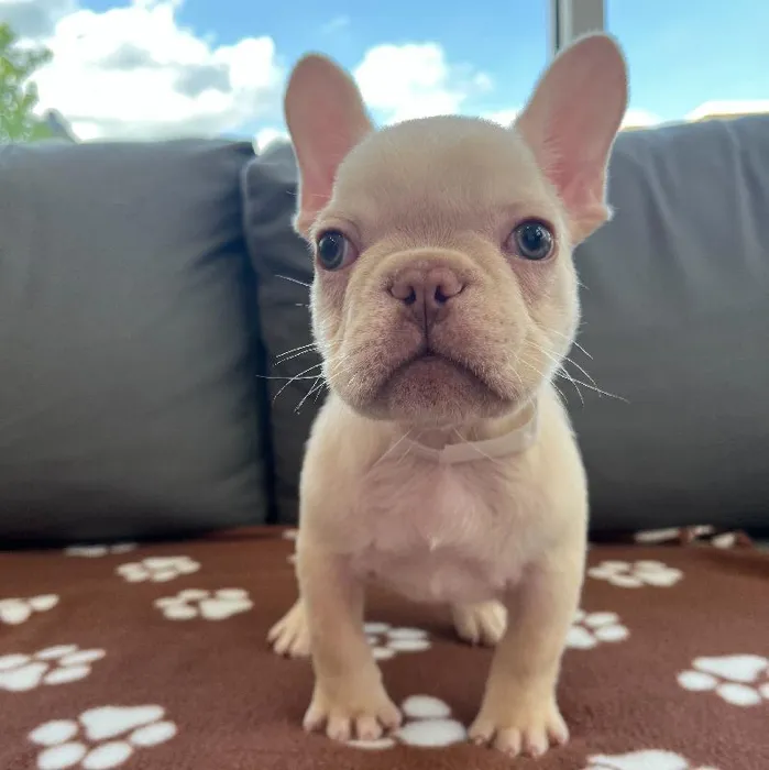 Male French Bulldog Puppy for Sale in Charlotte, NC