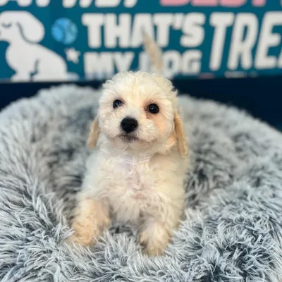 Female Bichapoo Puppy for Sale in Charlotte, NC