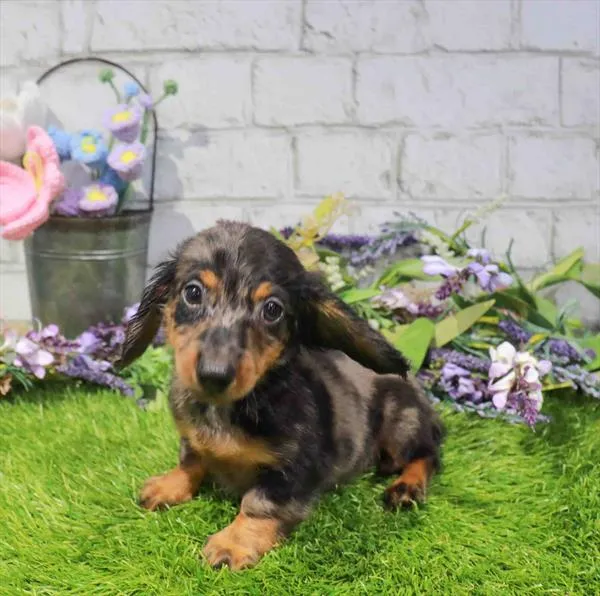 Female Dachshund puppy named Ariel for sale at Waggles Charlotte.
