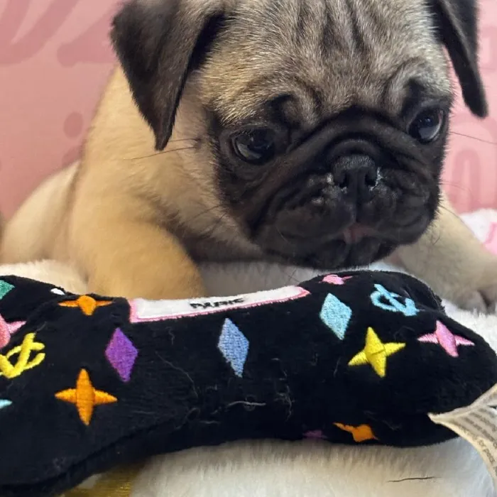 Female Pug Puppy for Sale in Greensboro, NC
