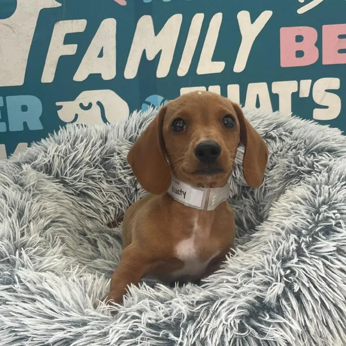 Male Dachshund puppy named Rusty for sale at Waggles Charlotte.