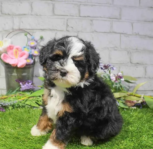 Male Hybrid puppy for sale at Waggles Greensboro.