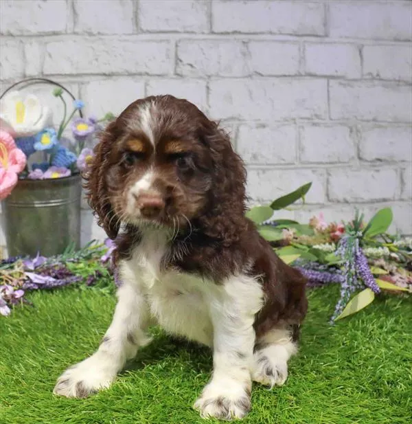 Female Cocker Spaniel puppy named Alice for sale at Waggles Charlotte.