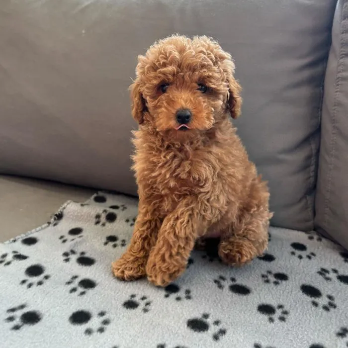 Female Poodle Puppy for Sale in Charlotte, NC