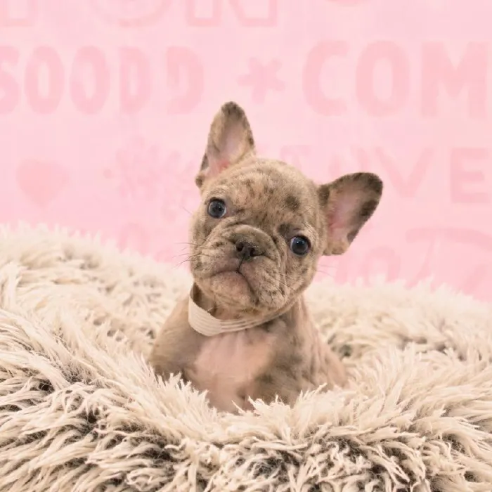 Male French Bulldog puppy named Bruno for sale at Waggles Greensboro.