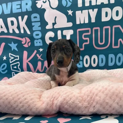 Male Dachshund Puppy for Sale in Charlotte, NC