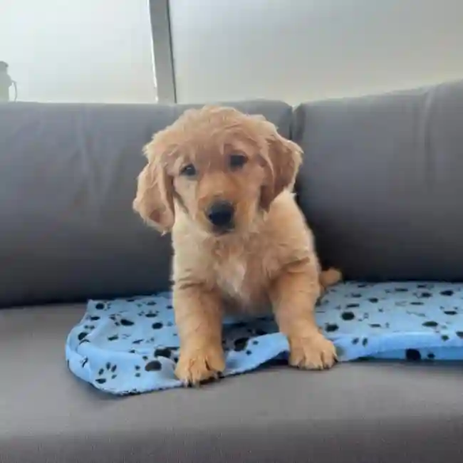 Female Golden Retriever Puppy for Sale in Charlotte, NC